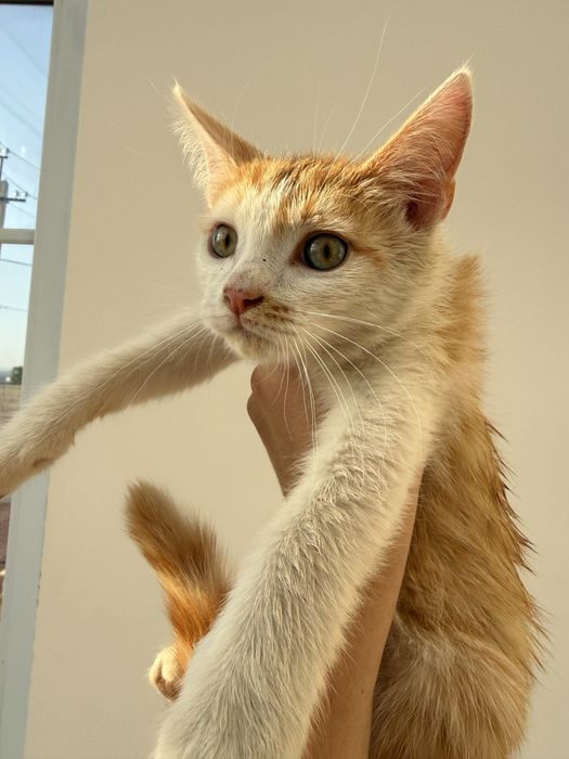 Отдам маленктх котят в добрые руки