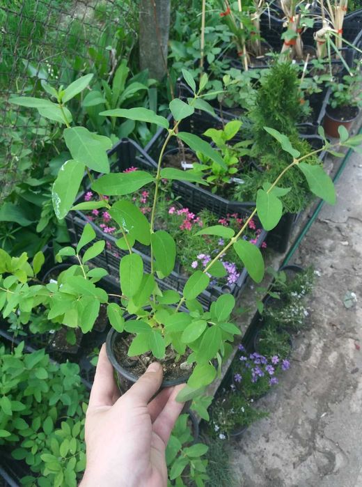 Лоницера Камчатика - Майска Боровинка