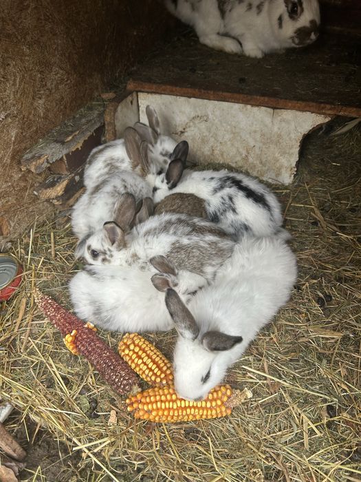 Iepurași de vânzare