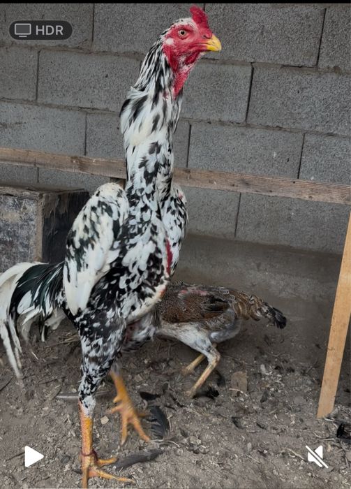 Продается О Шамо.