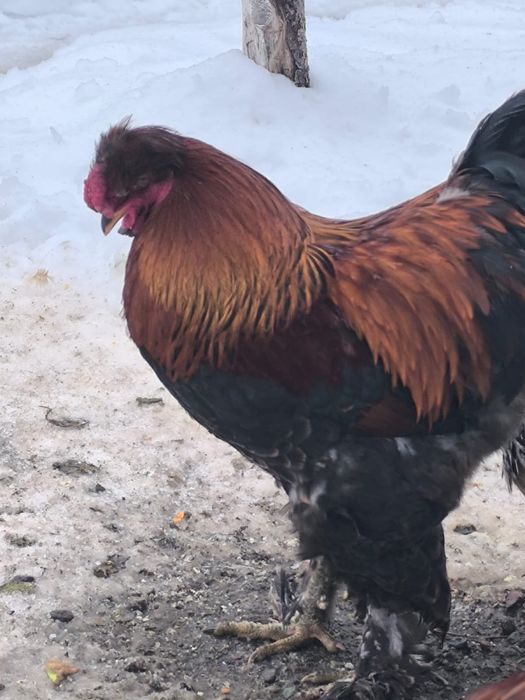 Продам петухов Барамо