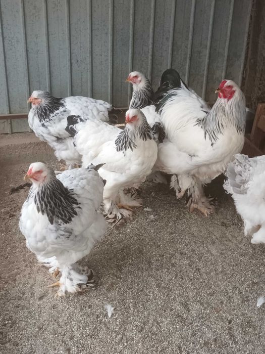 Brahma si cochinchina pui disponibili