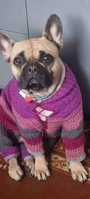 Французский бульдог