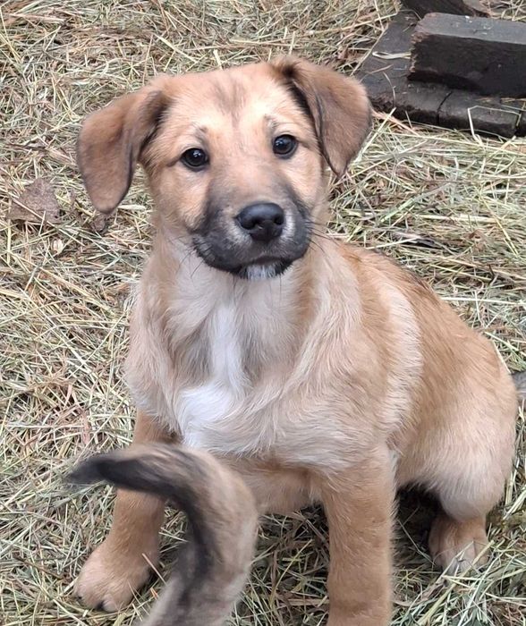 Donez cățeluși de talie mica