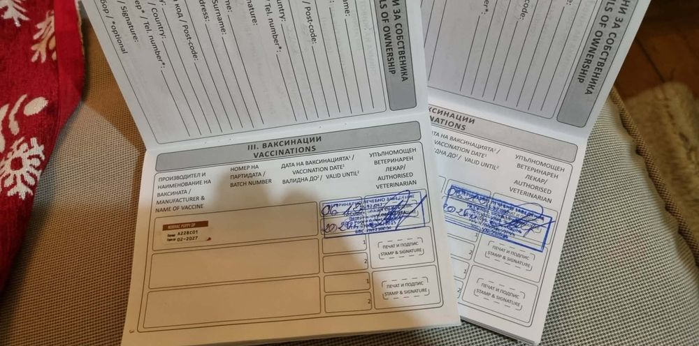 Кученца Рико и Рея