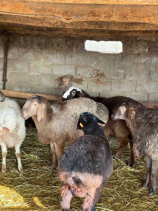 Кошкарлар Семиз саудасы бар