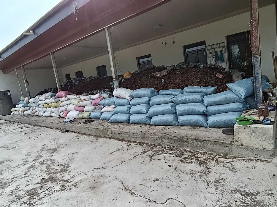 Урик қоқи бор сифатли 55 тунна