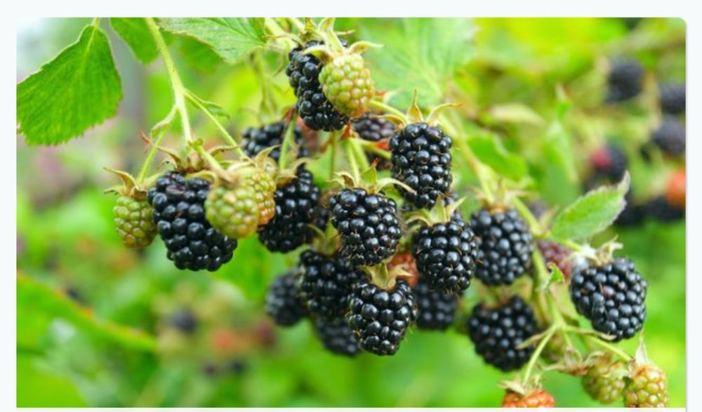 Продам Кусты ежемалины