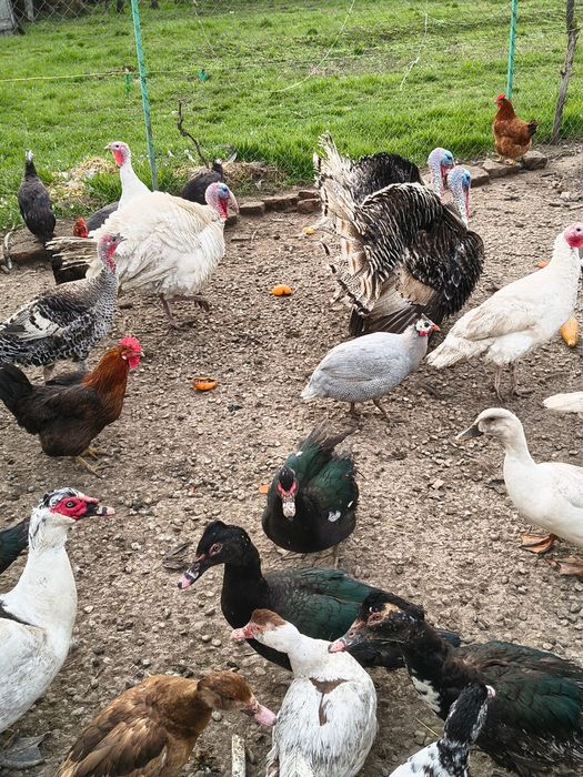 Curci, curcani,bibilici și rațe mute