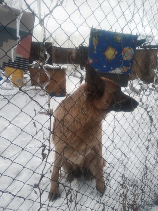 Продам щенков 50000