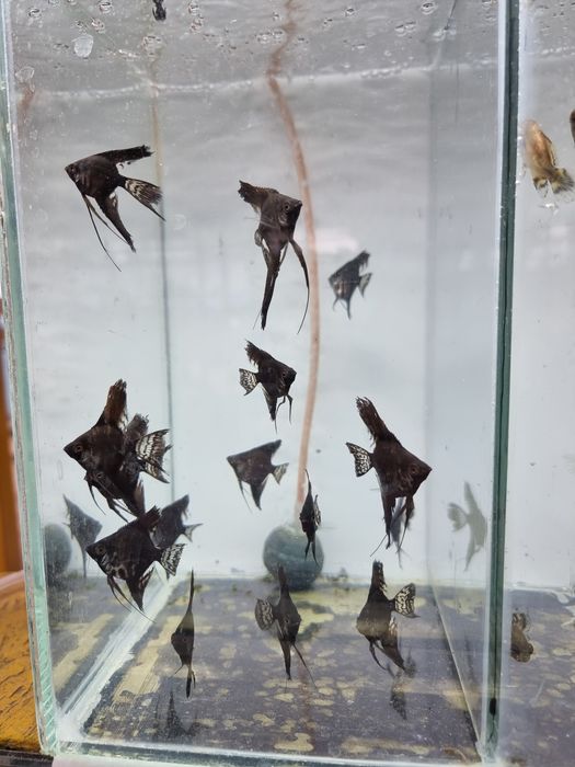 Скалярия черный бархат вуаль