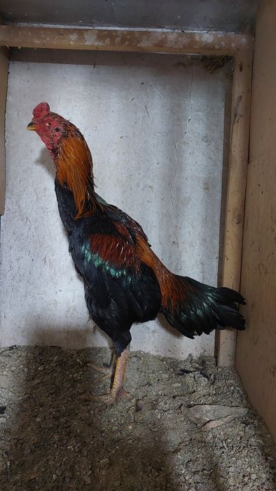 Бойцовский петух. Дакан