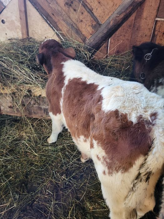 Tauras Baltat de 6 saptamani