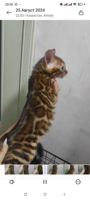 Бенгальские котята