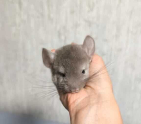 Шиншиллы девочка и мальчики