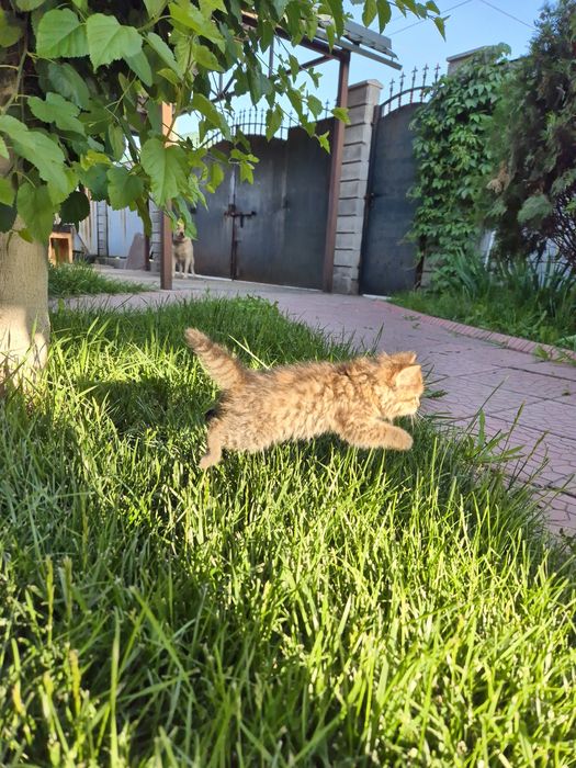 Котёнок, девочка