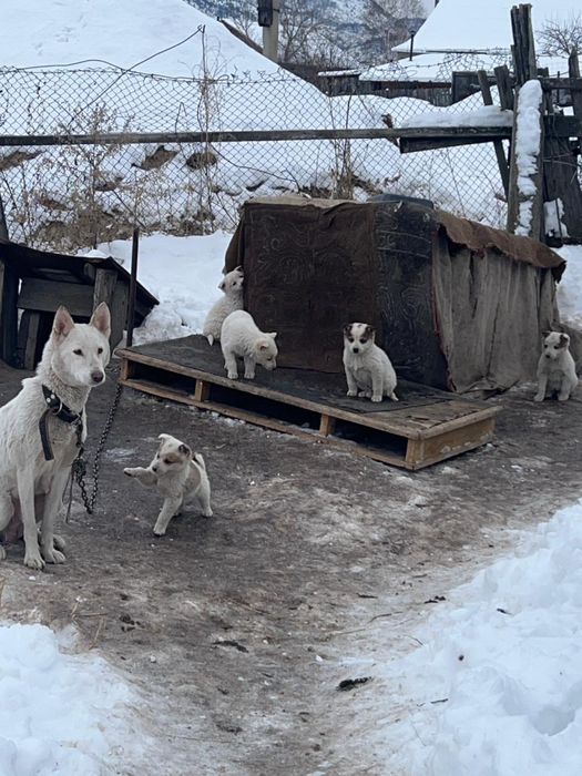 Продам щенят лайки