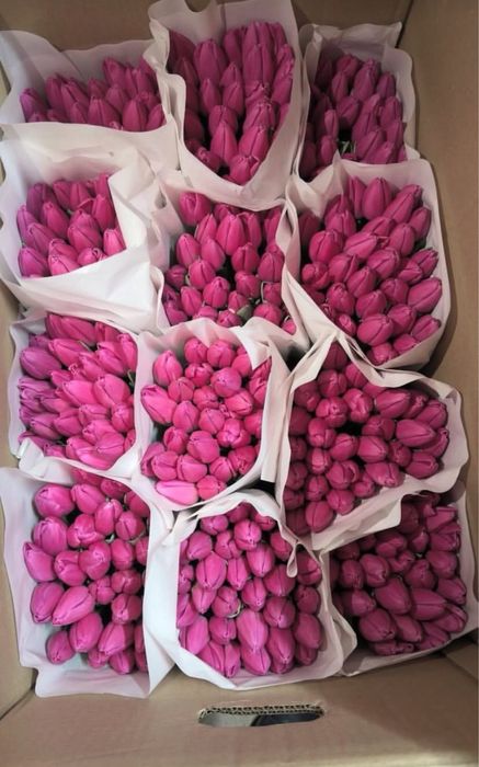 Продаю тюльпаны оптом