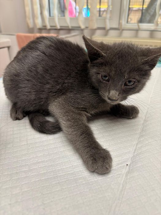 Motanel pentru adoptie,pui de motan de adoptat,motan frumos,pisica adoptie