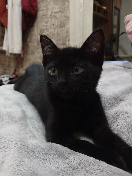Котенок девочка.
