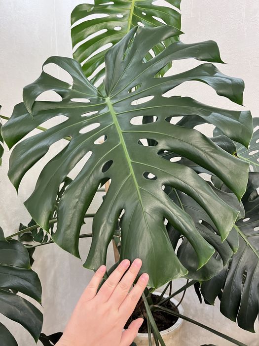 Комнатные растения монстера