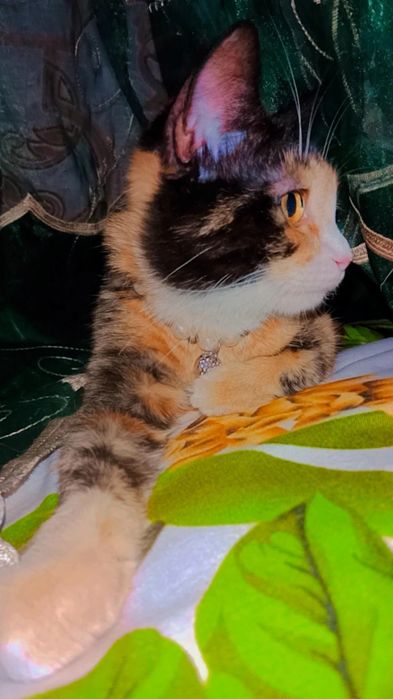 Красавица Хэппи в хорошие руки