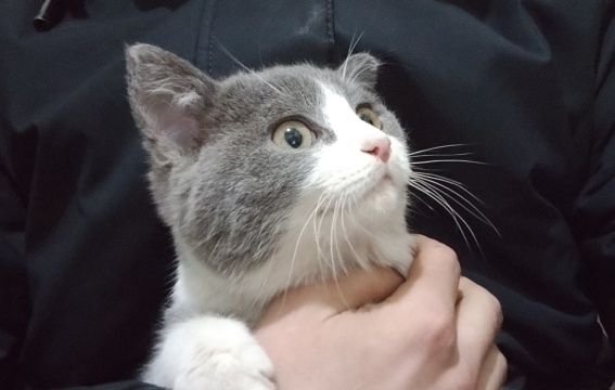 Котёнок подросток