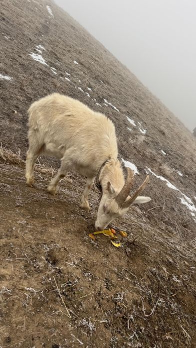 Продам дойную зааненскую козу