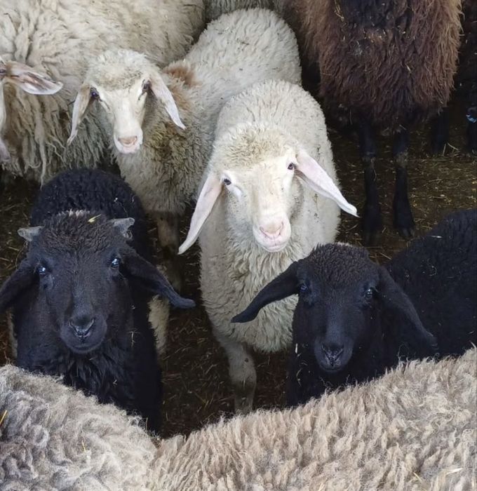 Продавам агнета