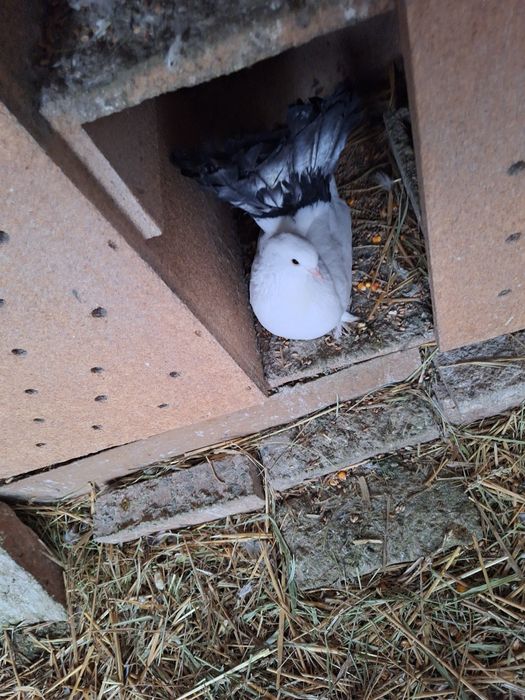 Porumbei rotati coada roata