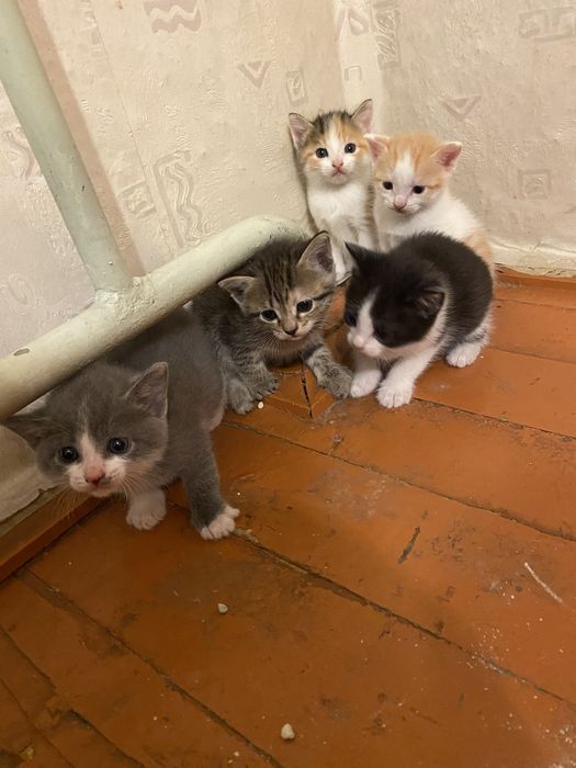 Котята БЕСПЛАТНО в добрые руки