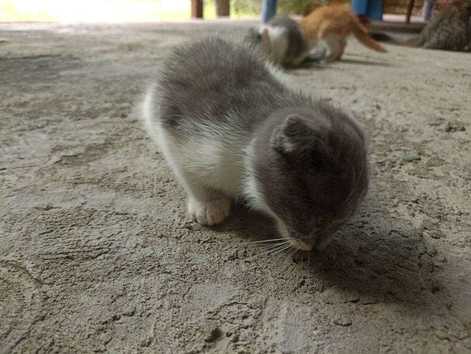 шотландскую вислоухую (Scottish Fold).
