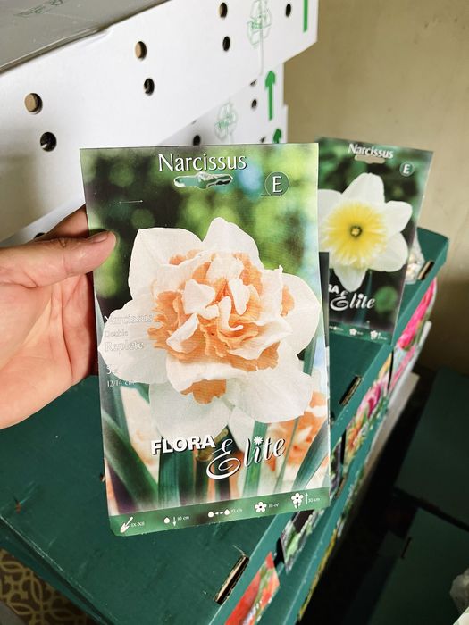 Нарциссы сортовые луковичные