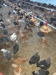 pui porumbac rasa mixta