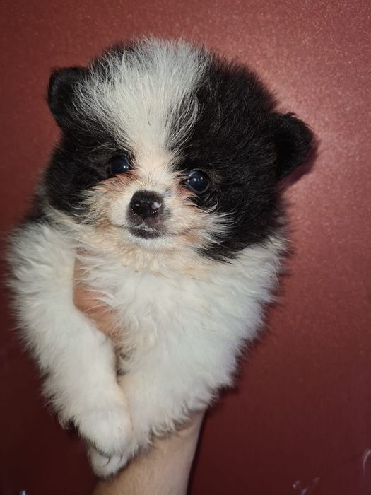 Померанский шпиц