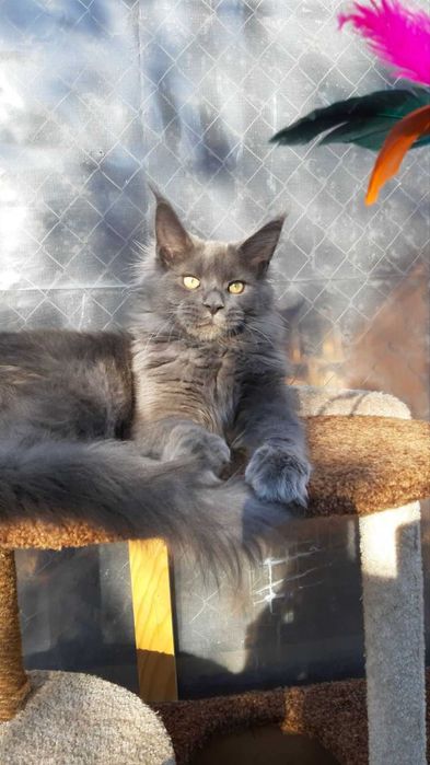 Мей кун с родословие