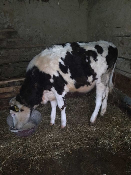 Junincă de vânzare