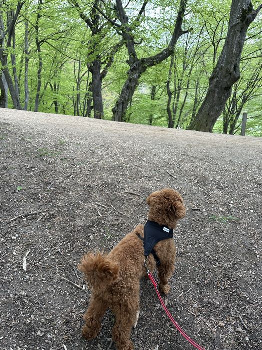 •	Petsitter - Cazare pisici/câini – îngrijire când ești plecat(ă)