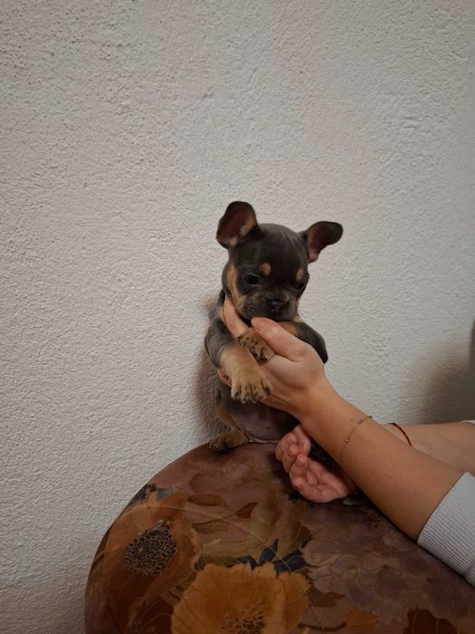 Продавам френски булдог