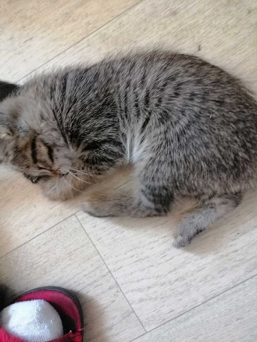 Ухоженные котята от хорошей мамы