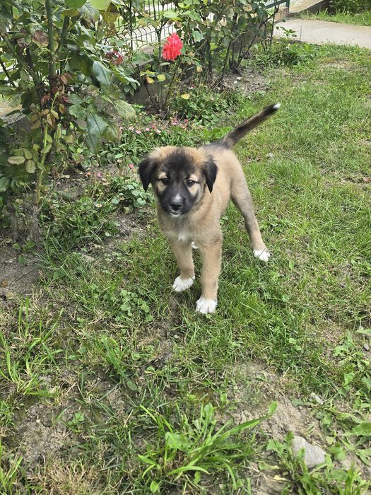 Ofer spre adopție animaluțe