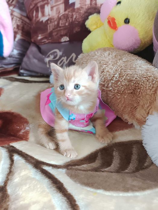 Отдам очаровательную девочку