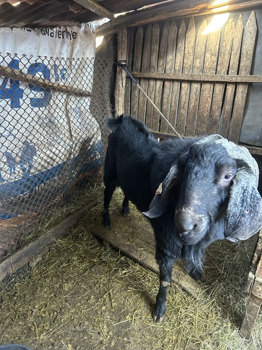 Țapi anglo nubieni de vanzare