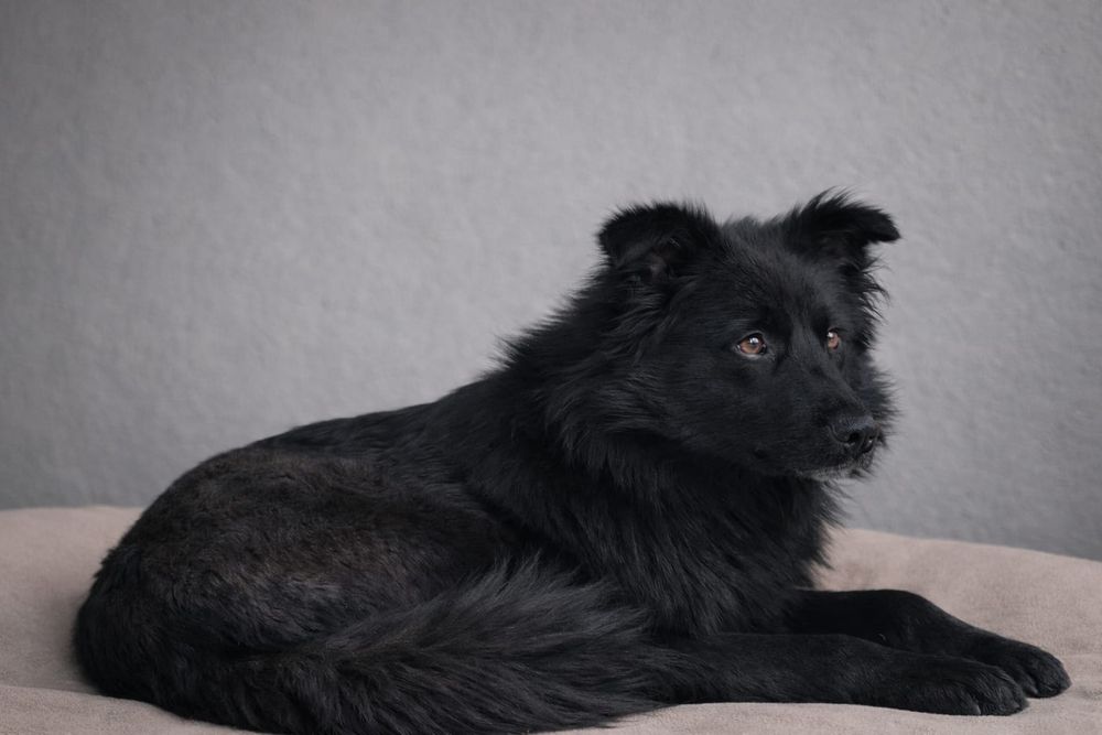 Очаровательный мальчик ищет любящих родителей!