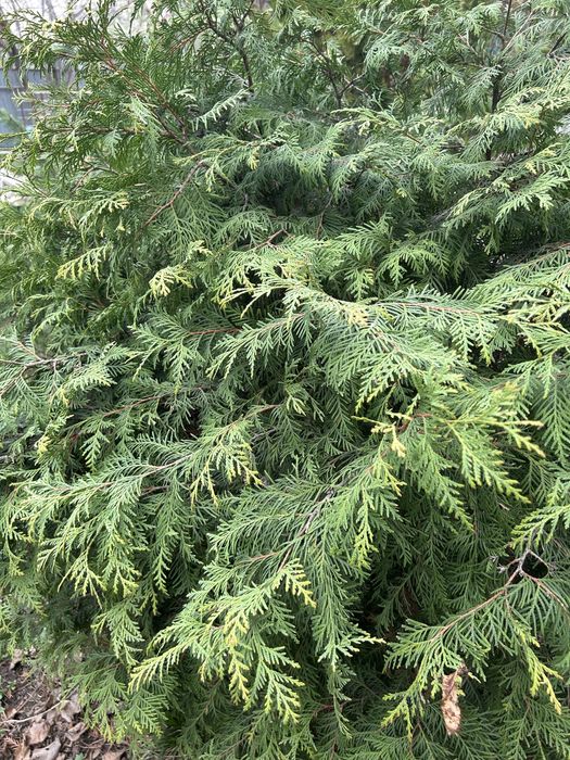 Хвойные ветки разные