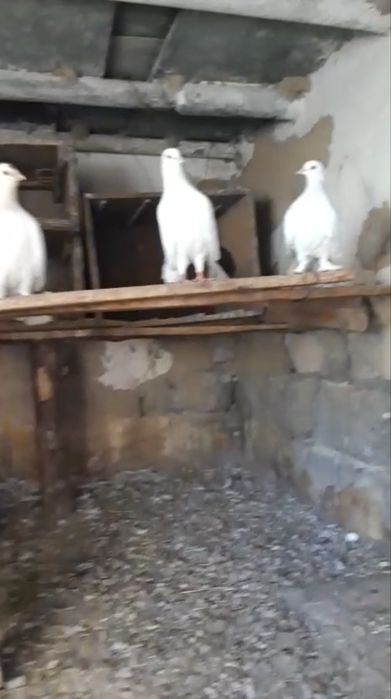 Павлиний голубь