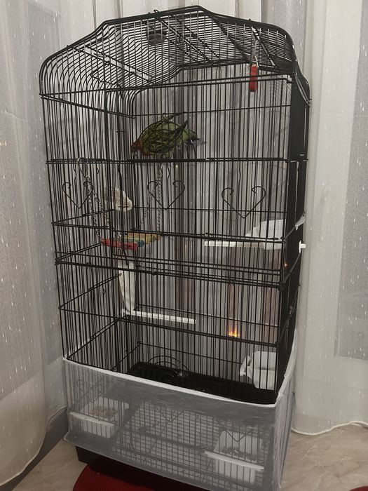 Vand Papagal Rosella, cusca, accesorii si mancare