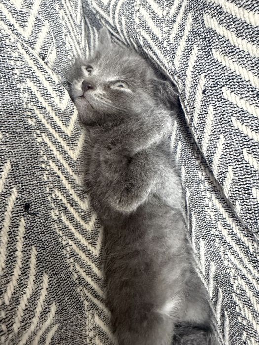 Отлам котят в хорошие руки