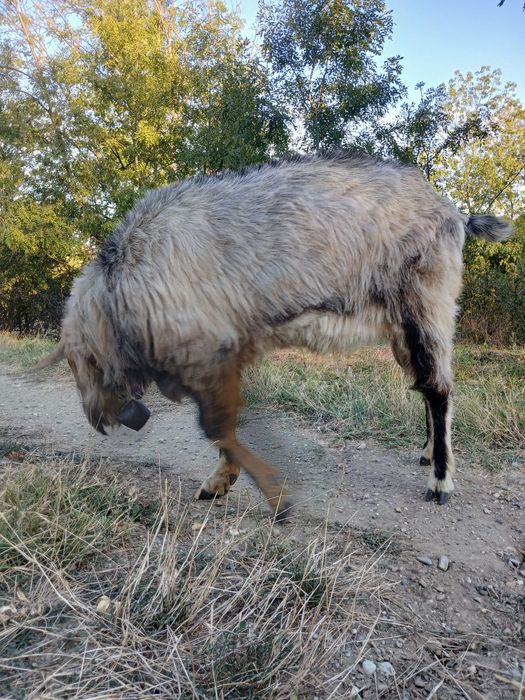 Tap de vanzare, pentru carne sau pentru capre