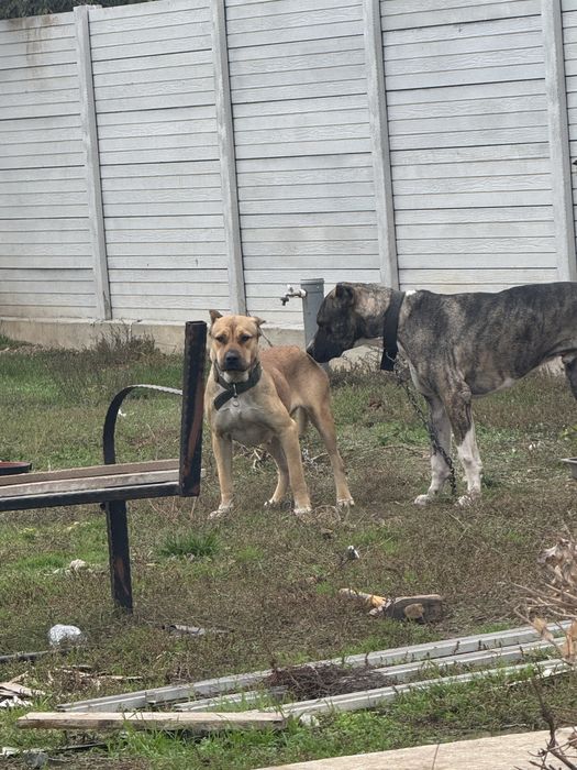 Se doneaza mix 4 rase